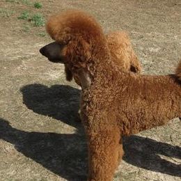 Ozzie - Poodle