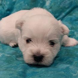 Black Boy - White male West Highland White Terrier puppy in Macy, Indiana from Country Grove Breeding LLC
