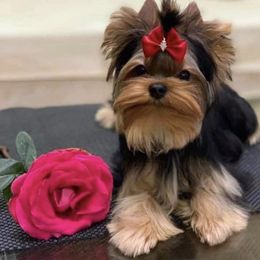 Denim - Yorkshire Terrier