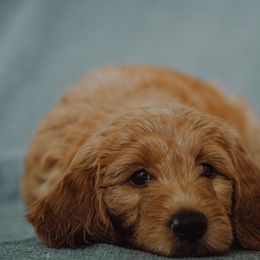 Goldendoodle Puppies from Abner Creek Doodles