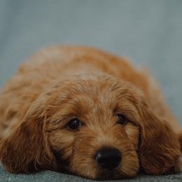 Goldendoodle Puppies from Abner Creek Doodles