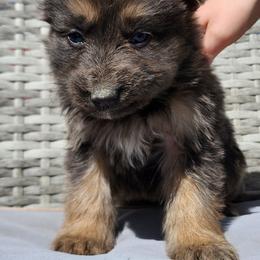 Calhoun - Blue female German Shepherd puppy in Los Lunas, New Mexico from Mali's German Shepherds LLC