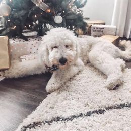 Goldendoodle All Grown Up from Lavender Field Doodles