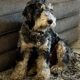 Goldendoodles from Gilbert Az Doodles