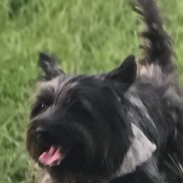 John - Cairn Terrier