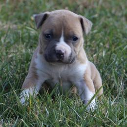 Rita - Blue fawn female American Staffordshire Terrier puppy in Guilford County, North Carolina from Explicit Kennel