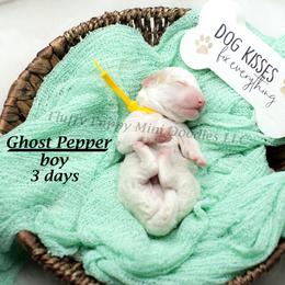 Ghost Pepper (yellow collar) boy - Parti male Goldendoodle puppy in Corona, California from Fluffy Puppy Mini Doodles LLC