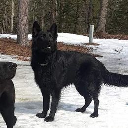 DRAX - German Shepherd