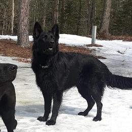 DRAX - German Shepherd