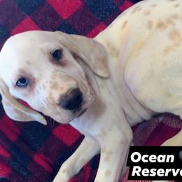 Ocean (was Jack Skellington) (Black Collar) Homozygous LUA - White and lemon male Dalmatian puppy in Raymondville, Missouri from Wagner's Dalmatian's