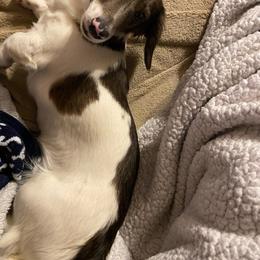 Jessie - Dachshund