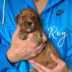 REY - Red  female Goldendoodle puppy in Minneapolis, Minnesota from The Golden Roo