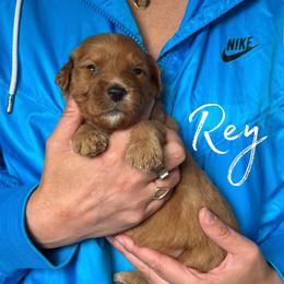 REY - Red  female Goldendoodle puppy in Minneapolis, Minnesota from The Golden Roo