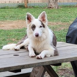 Eleanor  - Border Collie