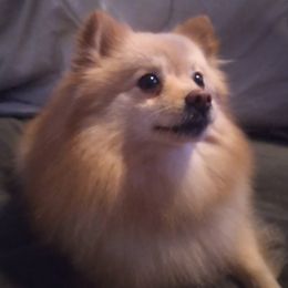 June - Pomeranian