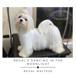 DeeDee - Maltese