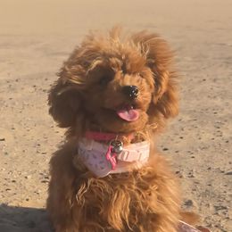 Tootsie - Maltipoo