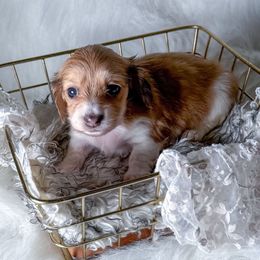 Annie - Cream female Dachshund puppy in New Albany, Mississippi from Double A. Doxies