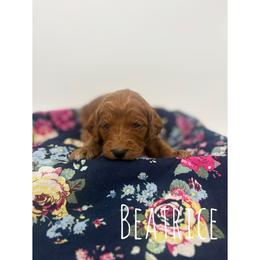 Beatrice - Red  female Goldendoodle puppy in Smithfield, Kentucky from KBK9 Kennels