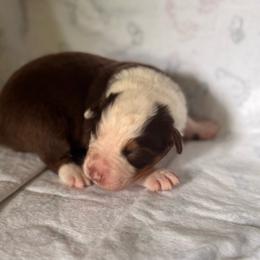 Twister - Red tri-color male Australian Shepherd puppy in Morrow, Ohio from OakHaven Acres Aussies