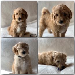 Puppies from Timber Rock Doodles