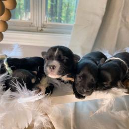 Companion Crosses, Maltese, and Silky Terriers from Silky Malti Puppies
