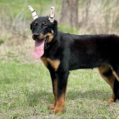 Arwen - 5350 - Black and rust female Beauceron puppy in Rockwall, Texas from Elitehaus