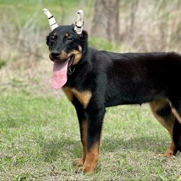 Arwen - 5350 - Black and rust female Beauceron puppy in Rockwall, Texas from Elitehaus