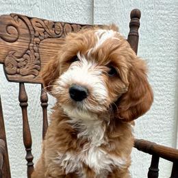 Mule - Apricot male Goldendoodle puppy in Hendersonville, North Carolina from Kim's Cove