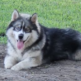 Siberian Huskies from Snowangel  Huskies