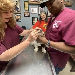Basset Hound Puppies from 5th Day Farm