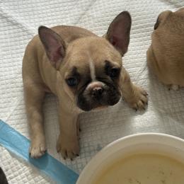 French Bulldog and Olde English Bulldogge Puppies from Misfit Ranch bulldogs