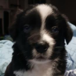 Bolt - Green - Boy - Black tri-color male Australian Shepherd puppy in Charlotte, North Carolina from Tranquility Trail Aussies