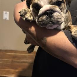 Alfie - Brindle female Bulldog puppy in Hastings, Minnesota from Spot On