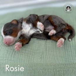 Rosie - Tri-color female Bernedoodle puppy in Greenville, Texas from Doodles of Promise