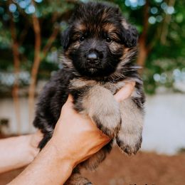 Black Boy - German Shepherd puppy in Grand Rapids, Michigan from Von Willow German Shepherds