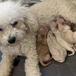 Baby girl - Poodle