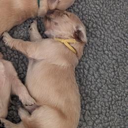 Golden Retriever Puppies from Goldens of Heritage Oaks