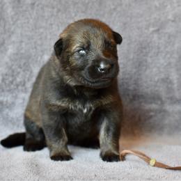 Brown - Sable male German Shepherd puppy in Cherryville, North Carolina from Masky Kennel