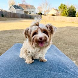 Luna - Yorkshire Terrier