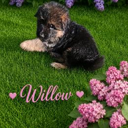 Willow light pink color - Black and red female German Shepherd puppy in Lake Ann, Michigan from Furman German Shepherds