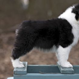 Australian Shepherd Puppies from Riverlook Australian Shepherds