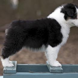 Australian Shepherd Puppies from Riverlook Australian Shepherds
