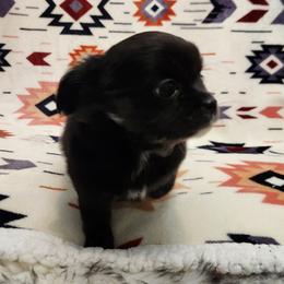Sean - Black and white male Chihuahua puppy in Chesapeake, Virginia from Elsbeth's Chihuahuas