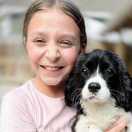 Pixie - Black and white female Cavalier King Charles Spaniel puppy in Richmond, Virginia from Irresistible Dachshunds & Cavaliers