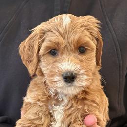 Boy 5 - male Australian Labradoodle puppy in Bend, Oregon from High Desert Labradoodles