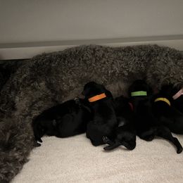 Kerry Blue Terrier Puppies from Costerra Kerry Blue Terriers