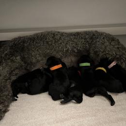 Kerry Blue Terrier Puppies from Costerra Kerry Blue Terriers