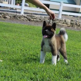 Akita Puppies from Excel Shu-Ku Akitas