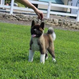 Akita Puppies from Excel Shu-Ku Akitas